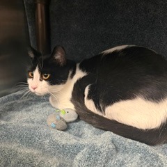 PENGUIN - Domestic Shorthair available for adoption