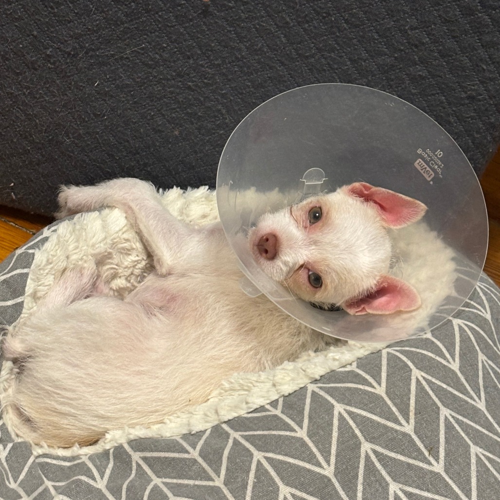 CLAUDIA [NAVY] - Terrier / Mix available for adoption