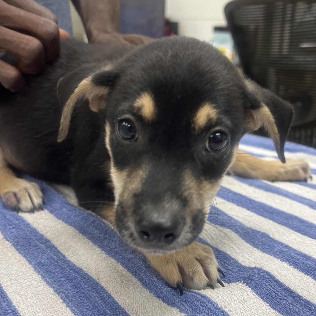 AEGEAN - Mixed Breed (Medium) available for adoption