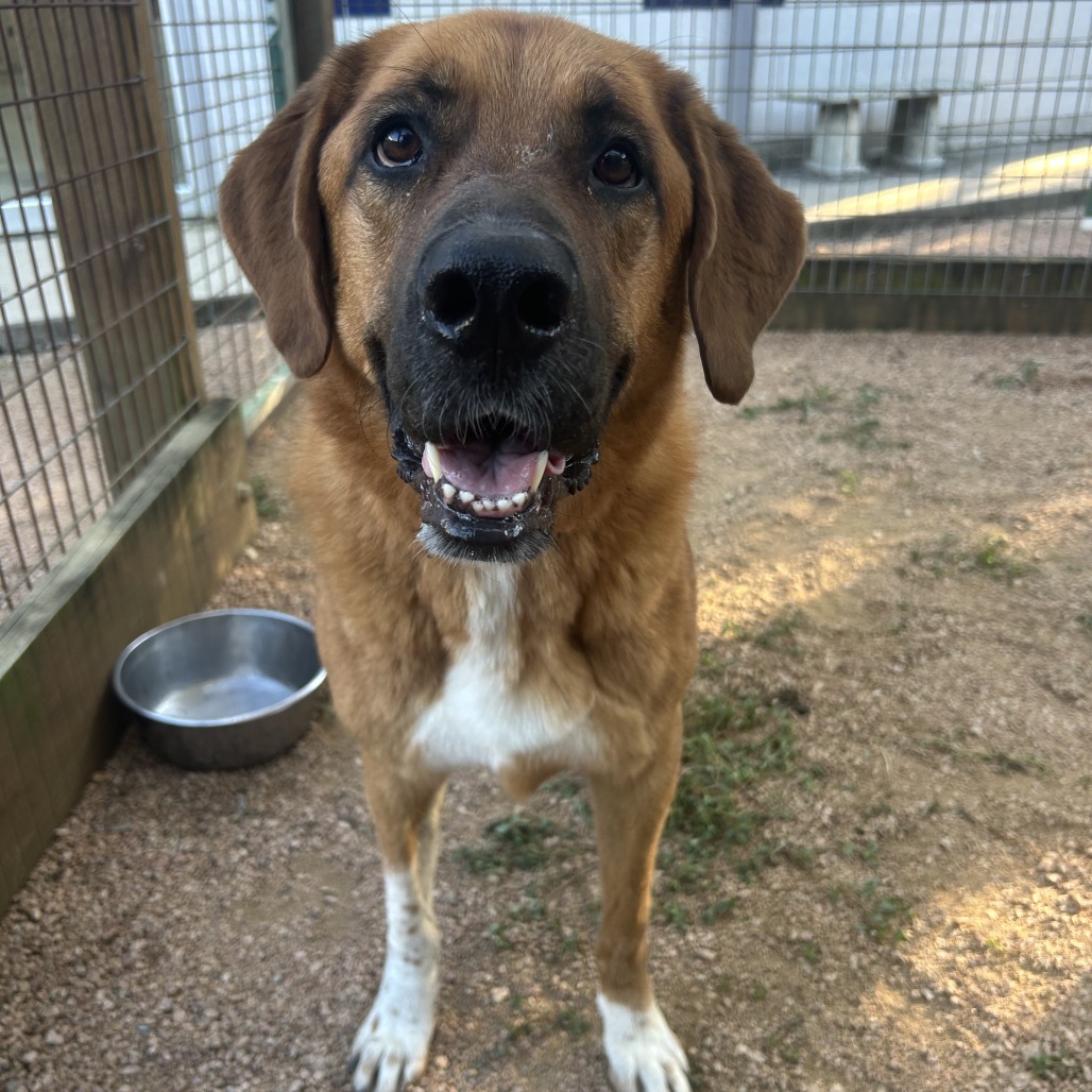 AILY - Shepherd, Anatolian / Mix available for adoption
