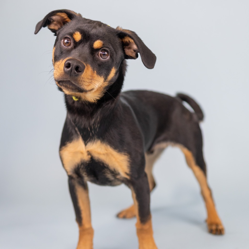 Rudolph is available for adoption at Oregon Dog Rescue