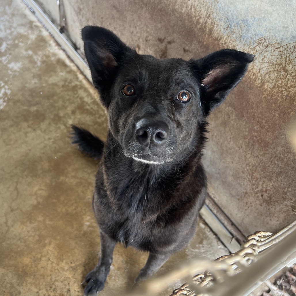 ALMA - Shepherd / Mixed Breed (Medium) available for adoption