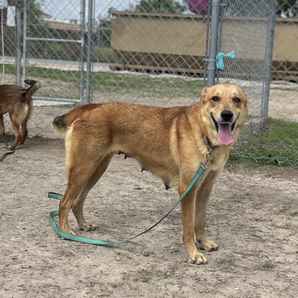 Dewdrop , available for adoption at PVAS