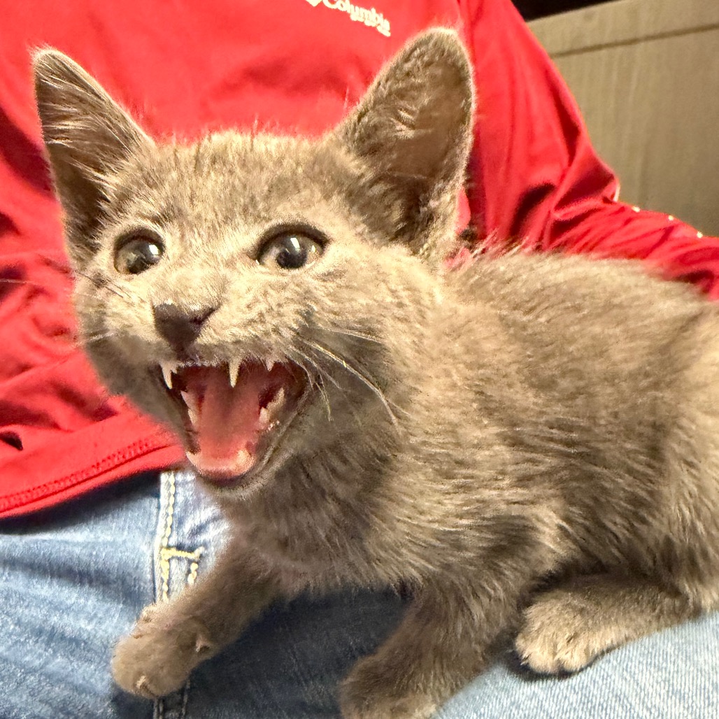 Prince , an adoptable cat at SPCA-BC