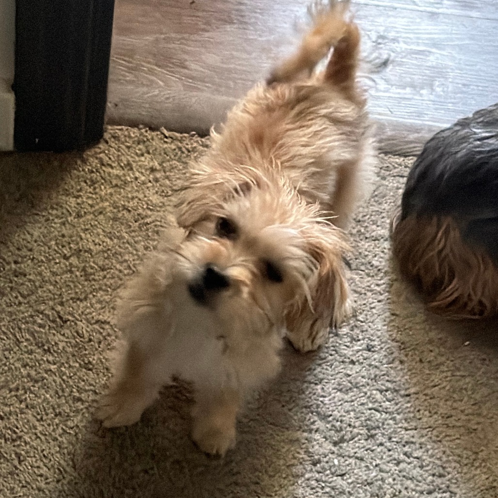 Photo of Laila 4