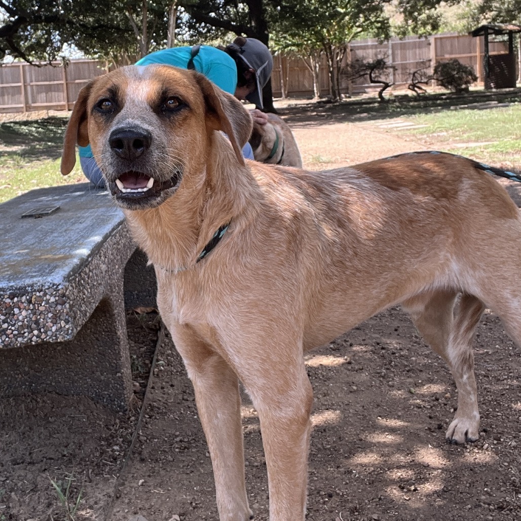 LOREAL - Cattle Dog / Australian (Red Heeler) available for adoption