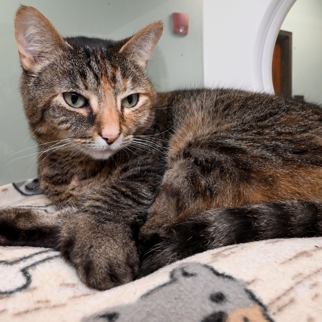Adopt Sofia – Peggy Adams Animal Rescue