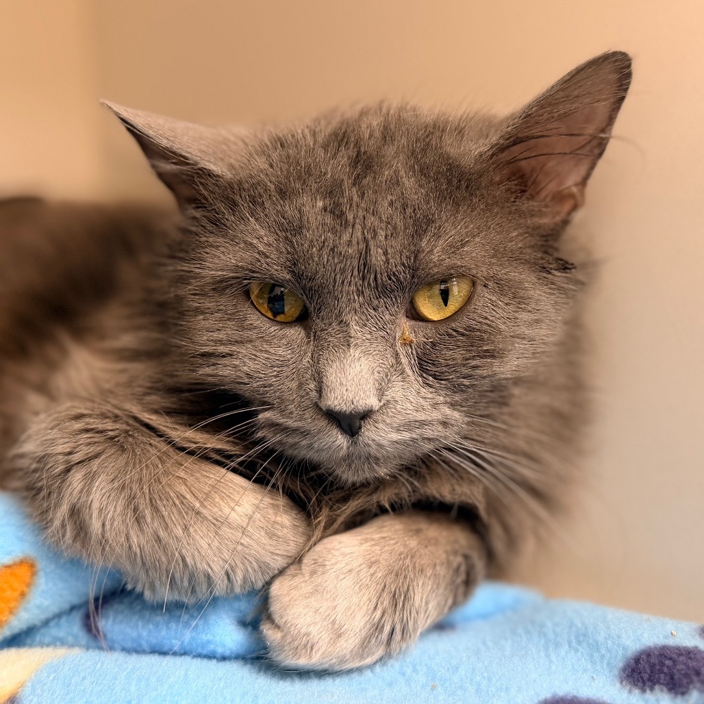 Newton — thumbnail 2