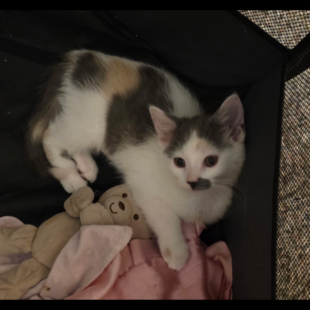 Ash, available for adoption