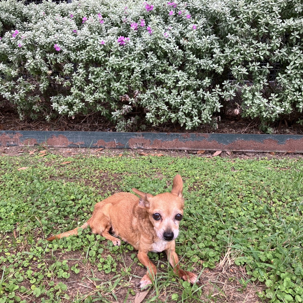 TULIP - Chihuahua available for adoption