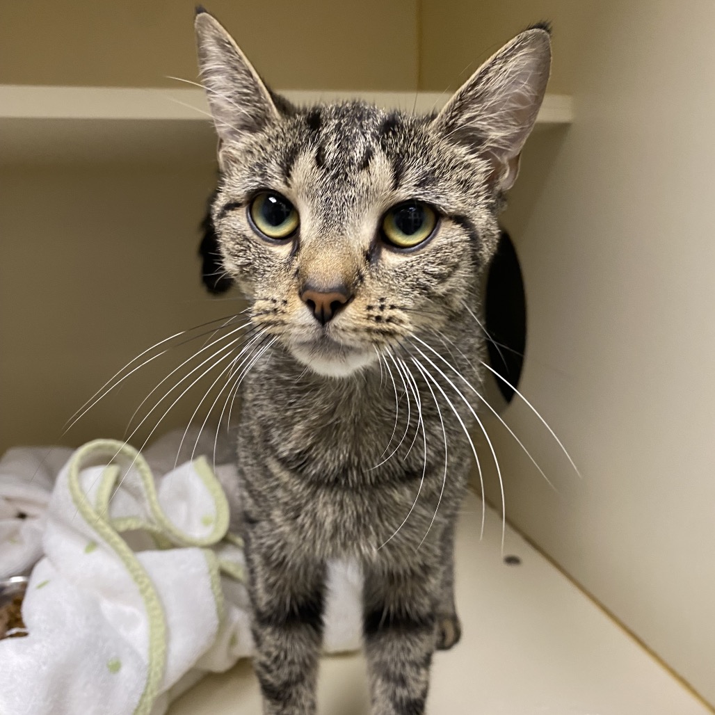 BRYLEE - Domestic Shorthair available for adoption