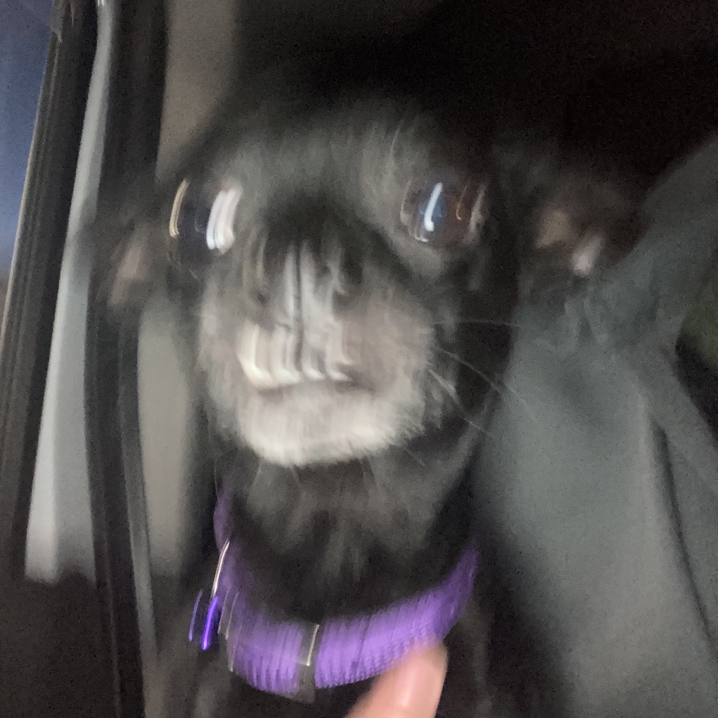 Batty — thumbnail 2