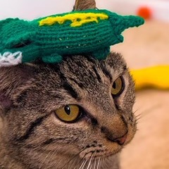 LOBSTER - Domestic Shorthair available for adoption