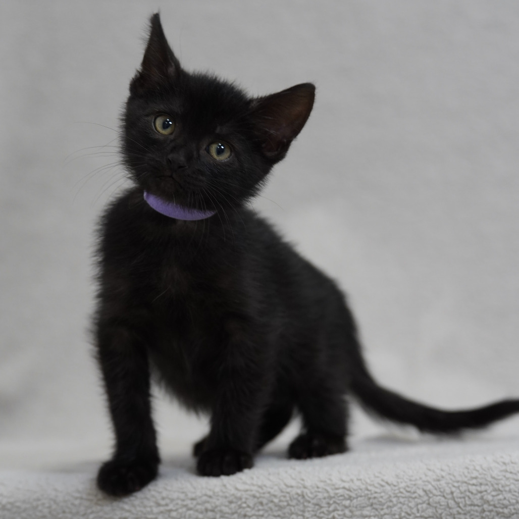 Tito (lavender)