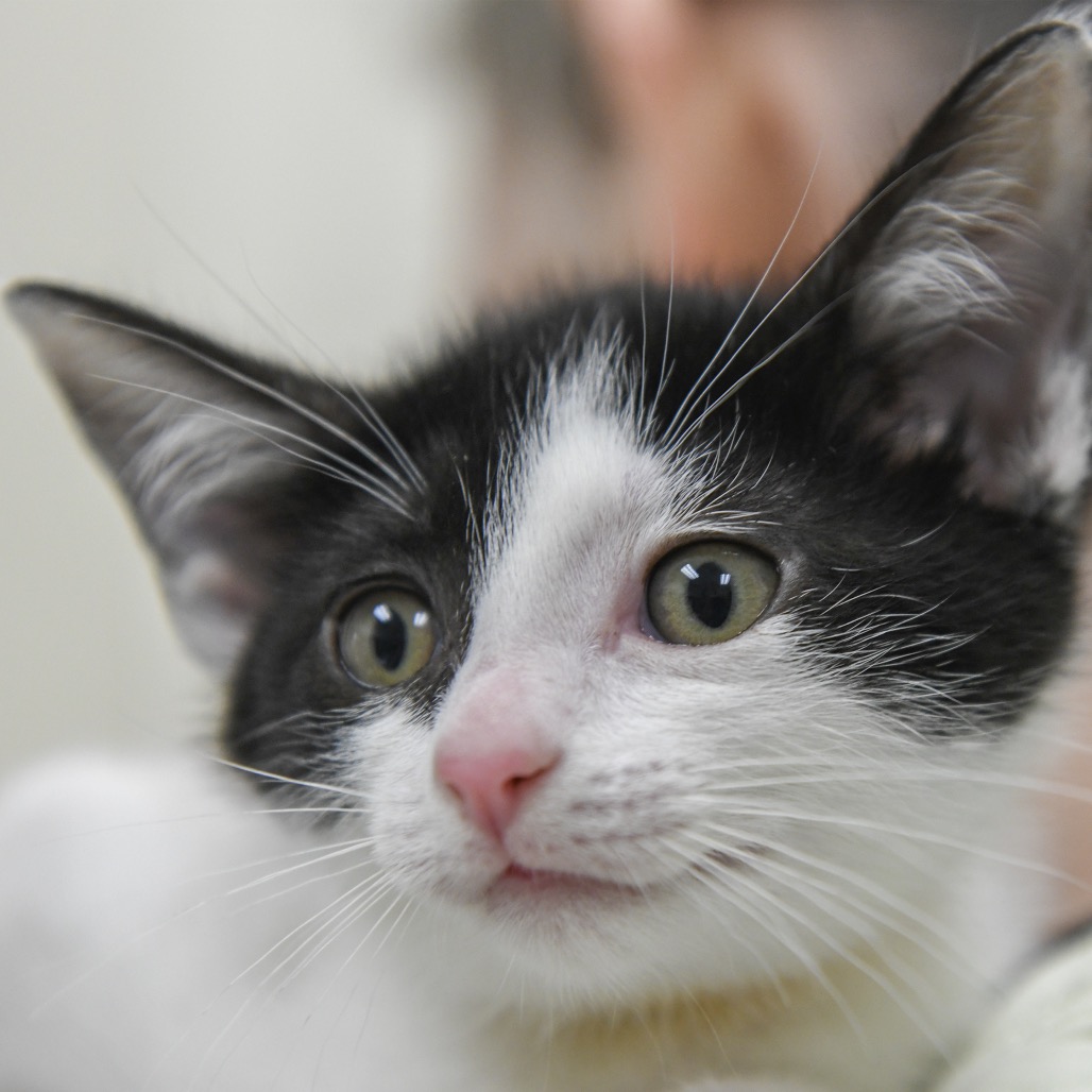 Verna (yellow collar) - Domestic Shorthair