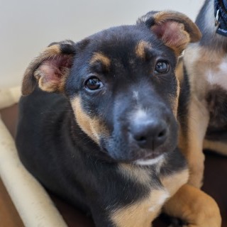 Poppy — thumbnail 3