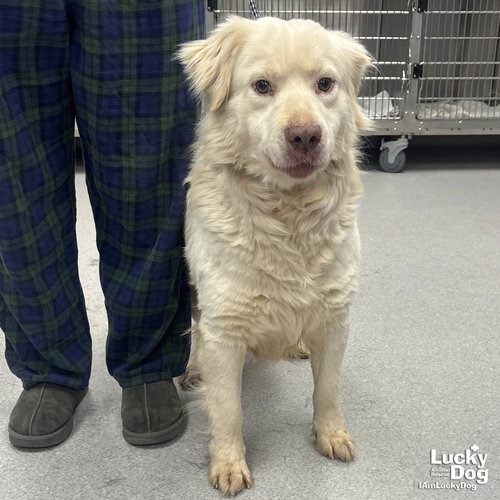 OLIVER - Retriever / Pyrenees, Great available for adoption