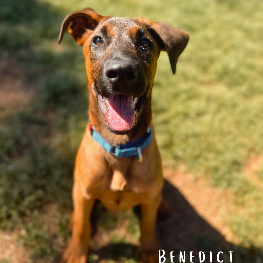 Benedict 03-0803, photo 12