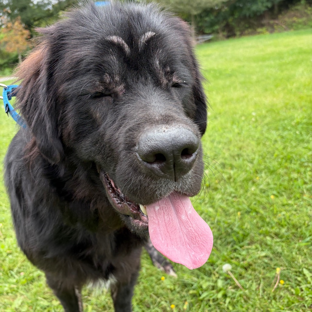 Photo of Jirachi 6