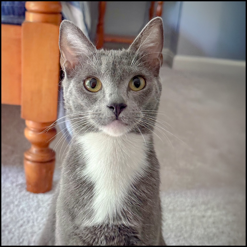 ARI - Domestic Shorthair for adoption in Roswell