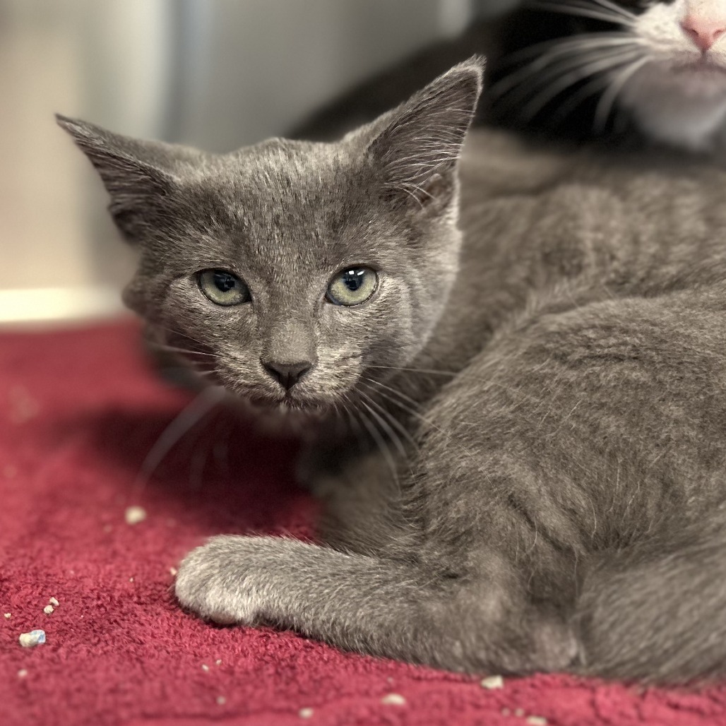 CAT PEAR - Domestic Shorthair available for adoption