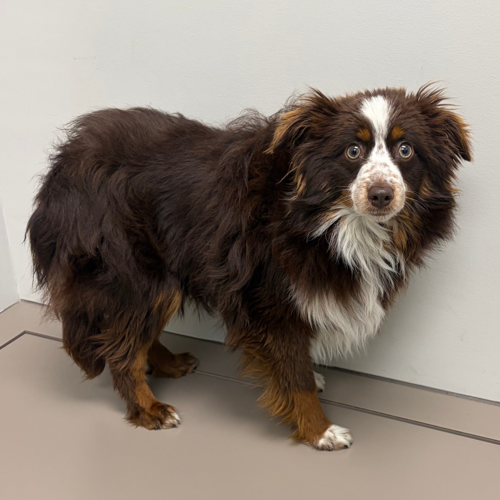 Ringo — thumbnail 3