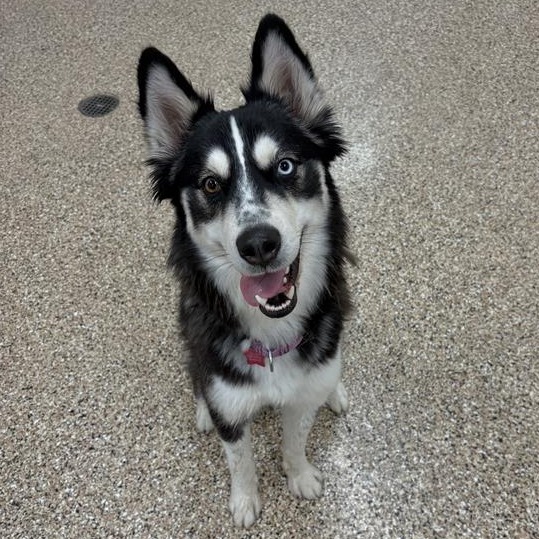 Shasta: Female 24 Husky