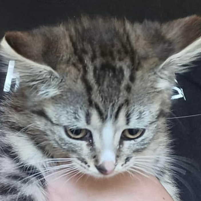 Sassy, adopted