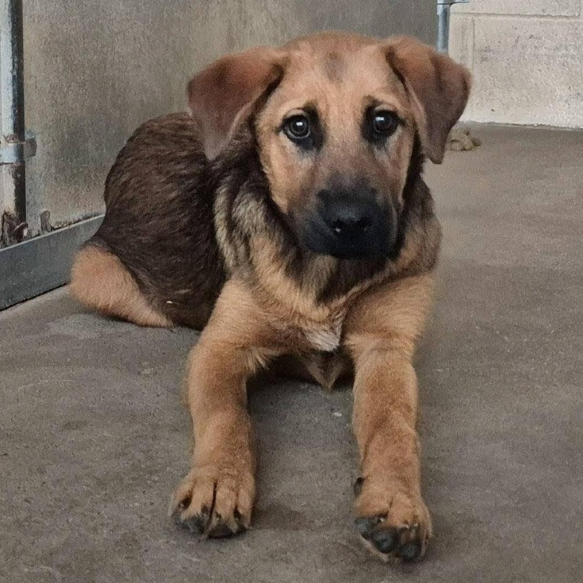 Papaya, available for adoption at PVAS