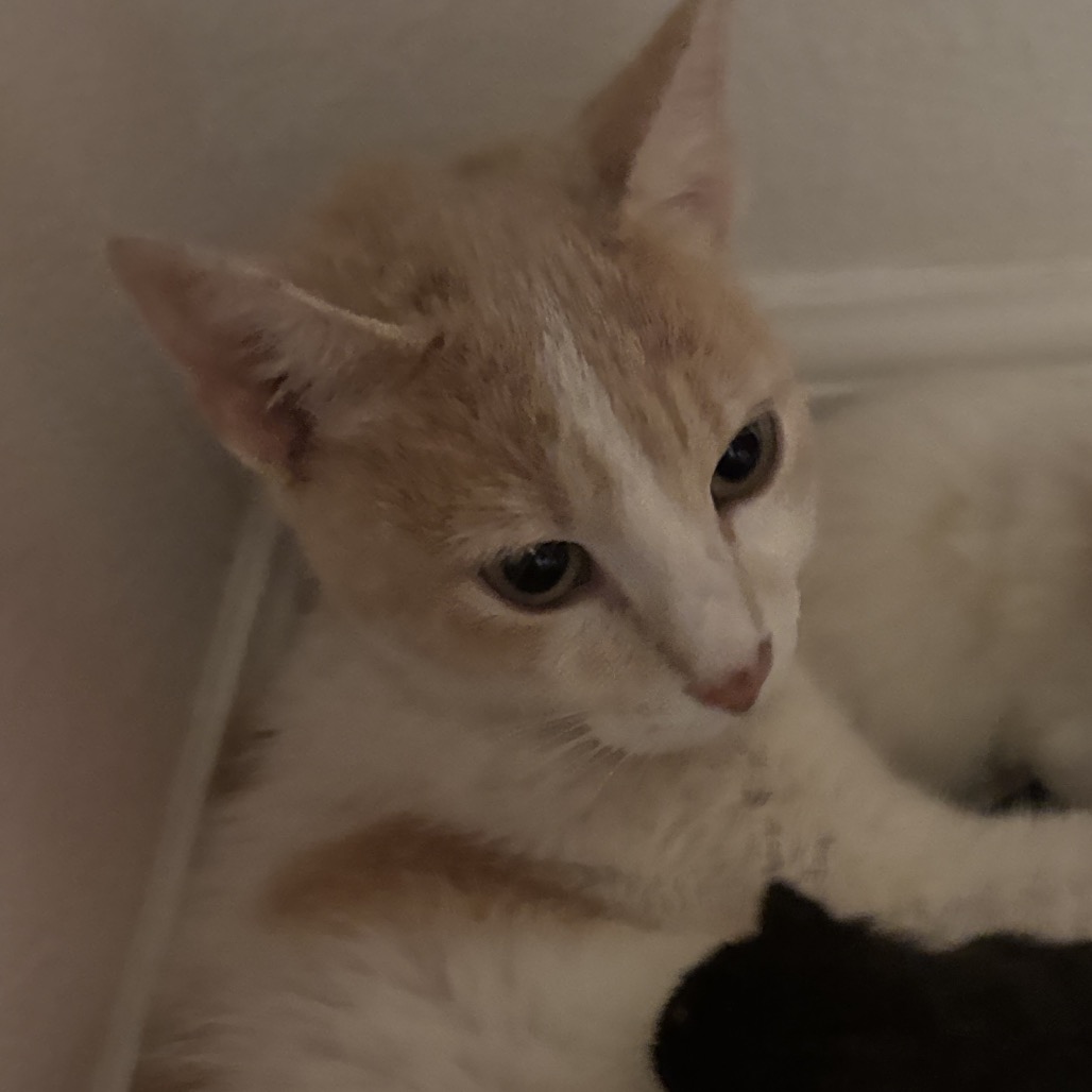 MAMA - Domestic Shorthair available for adoption