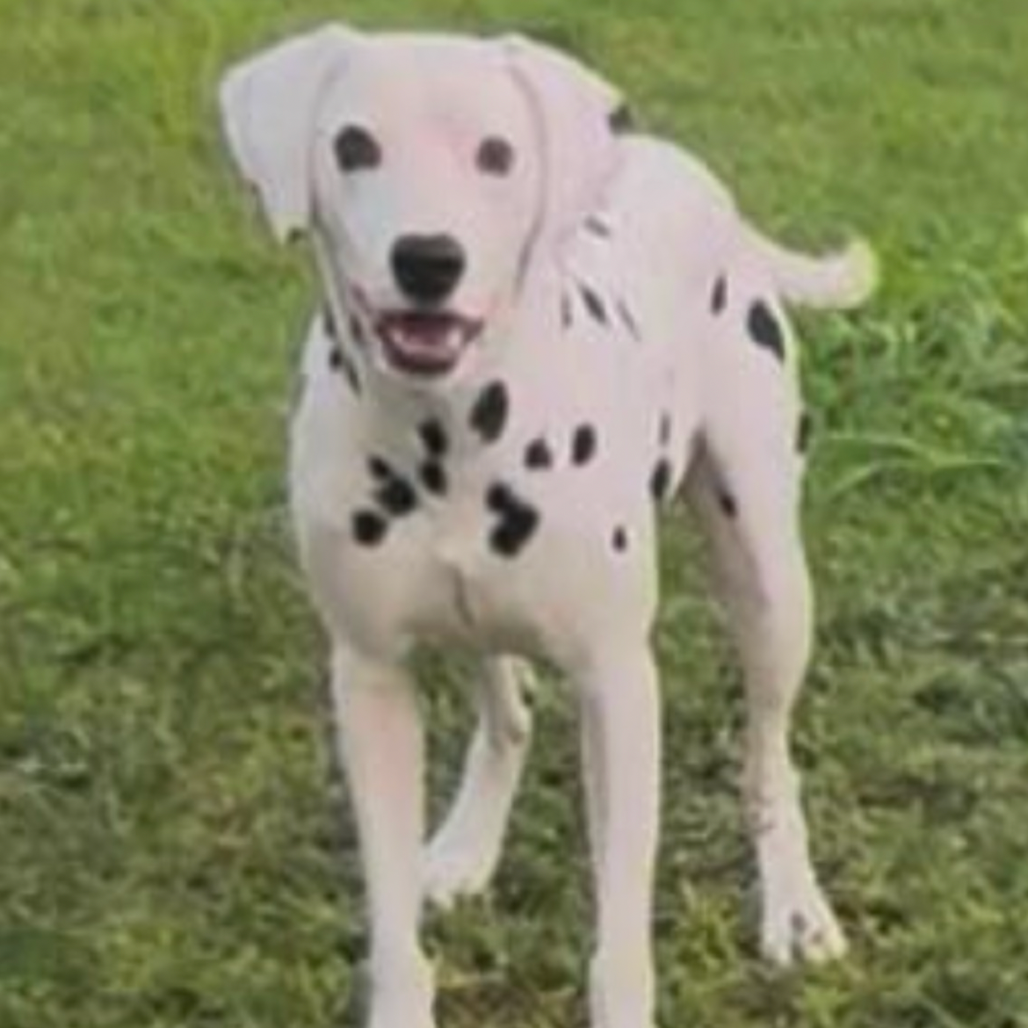 Dalmatian