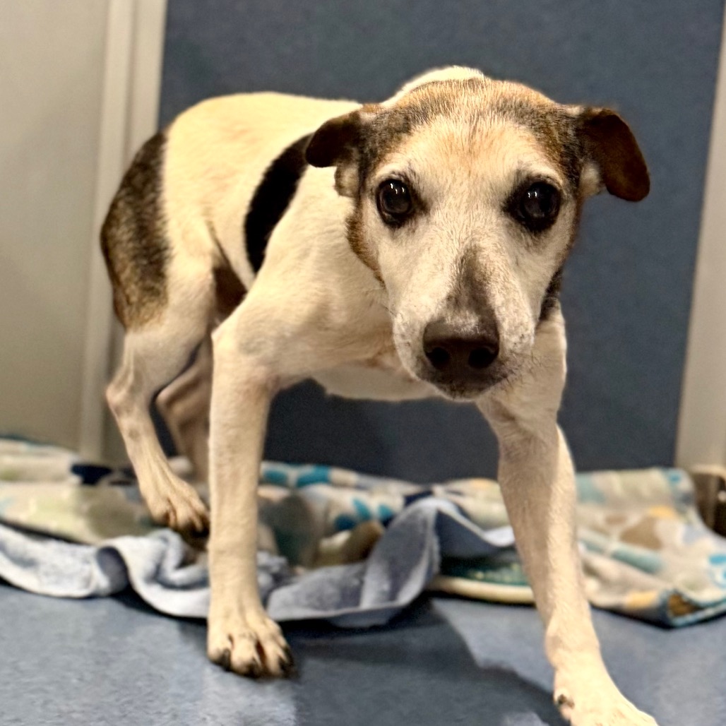LEVI (AG26-59) - Terrier / Jack Russell available for adoption