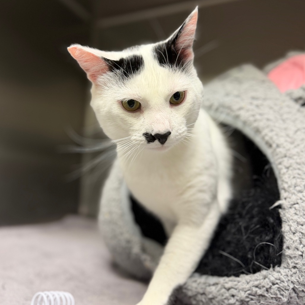 Mustache