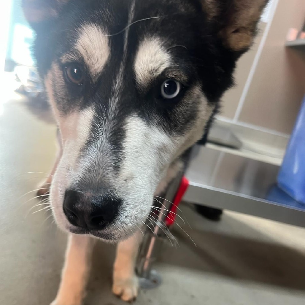 Kennel#3's preview photo