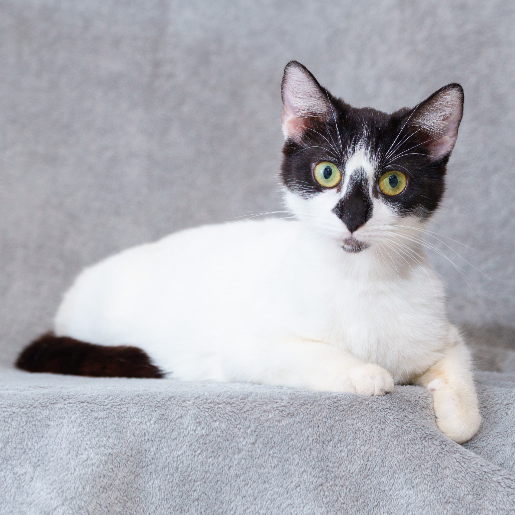 DEE - Domestic Shorthair for adoption in Sunnyvale