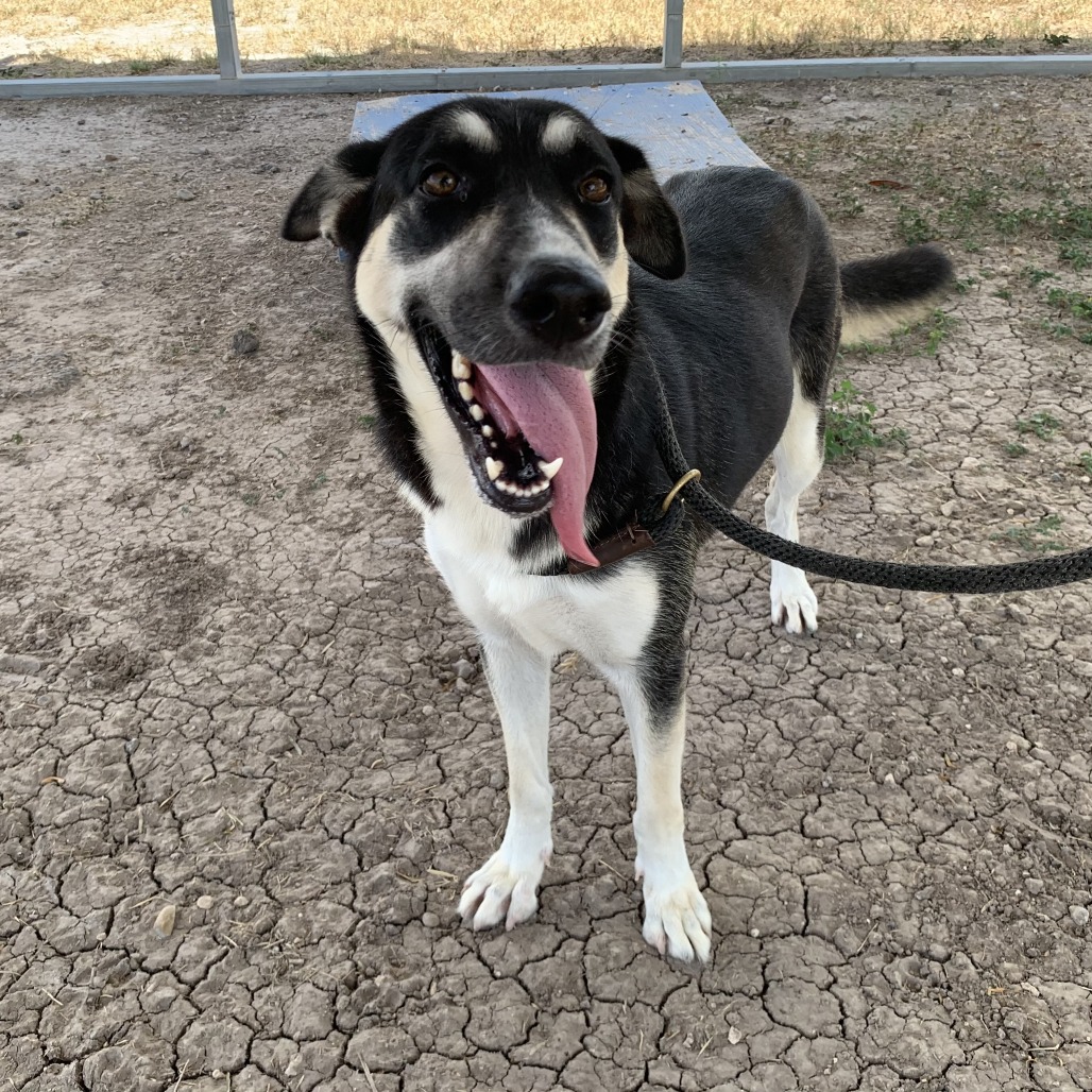 MEADOW - Shepherd / Husky available for adoption