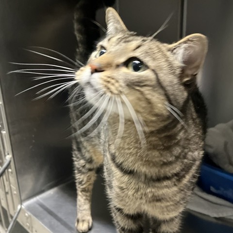 DEAMUS - Domestic Shorthair available for adoption