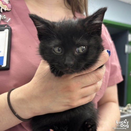 SOOTY - Domestic Shorthair available for adoption