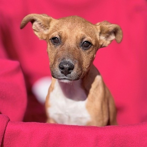 Kennel#13 Honey's preview photo