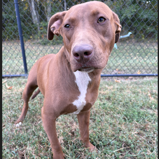 Hank, photo 4
