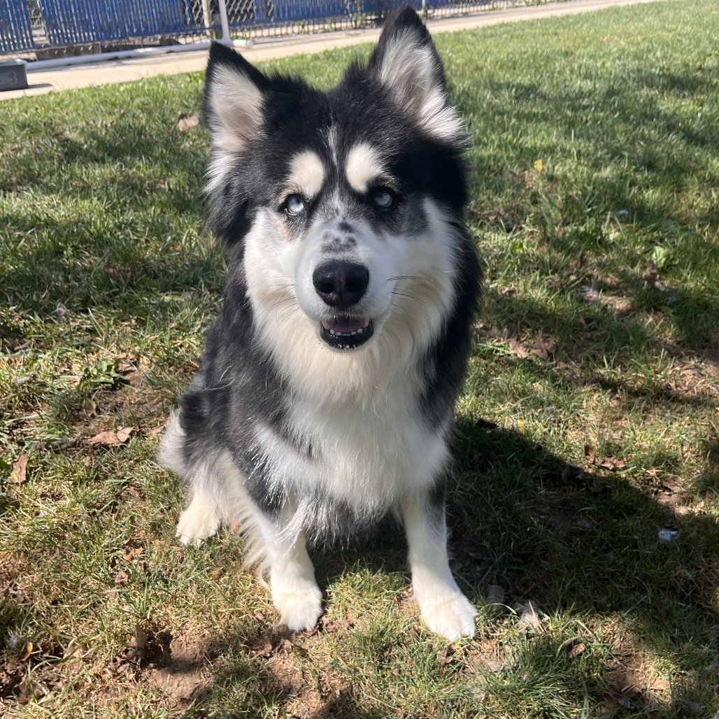 Mariposa is available for adoption at Humane Society of Greater Kansas City