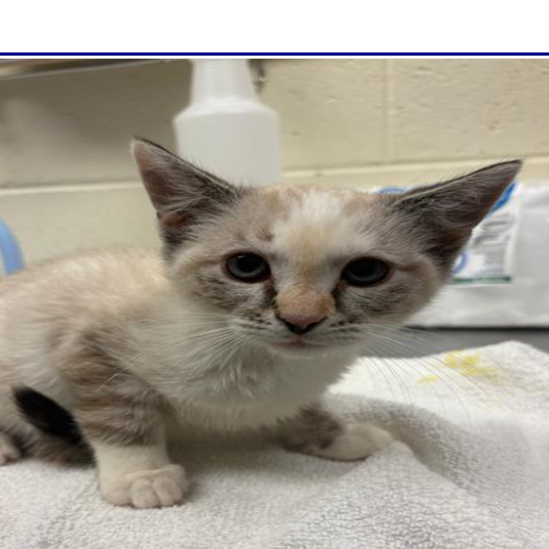 SUGAR - Domestic Shorthair available for adoption