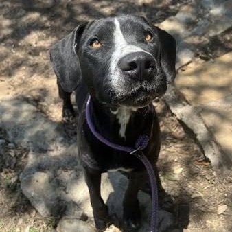 Photo of Juno
