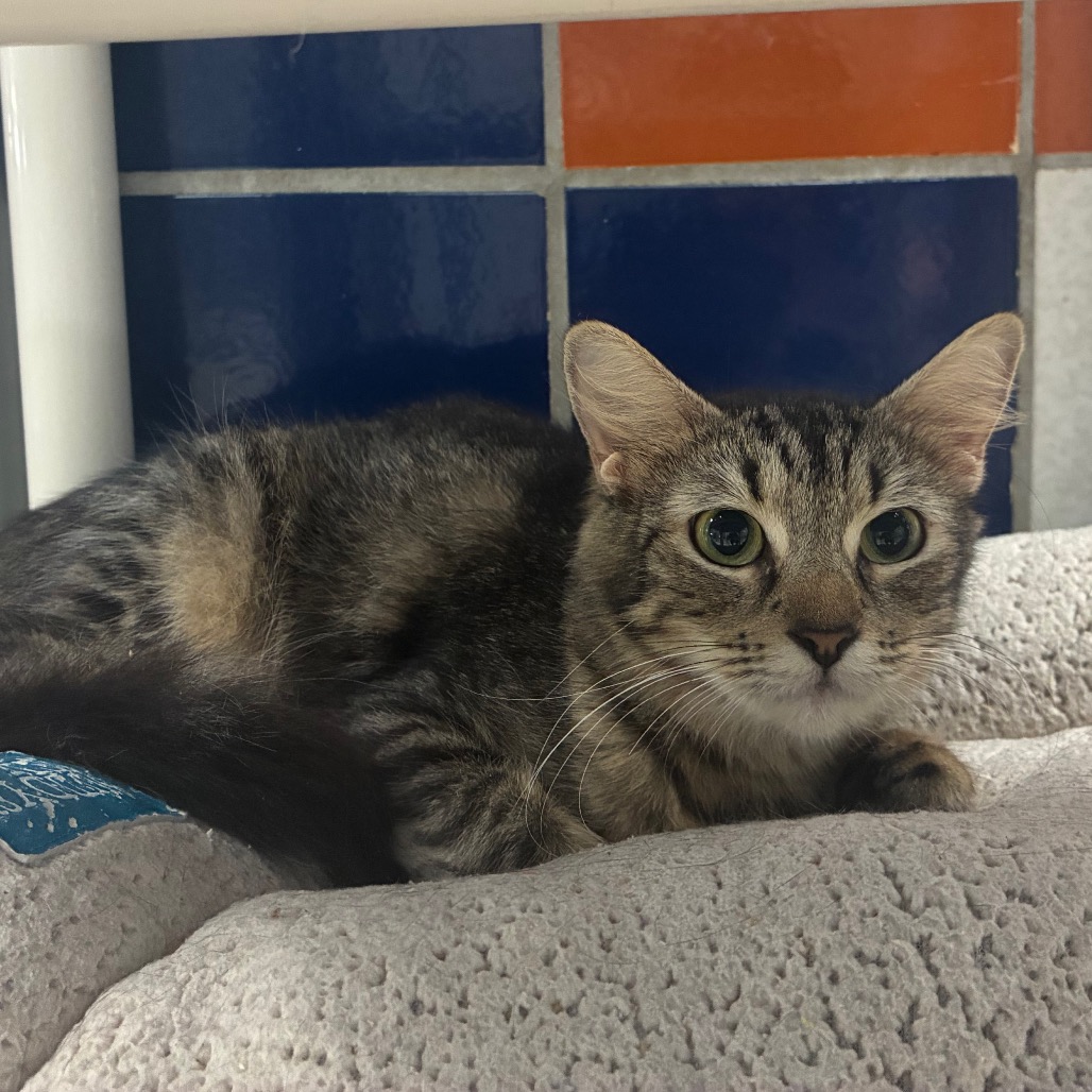WEBBY - Domestic Shorthair available for adoption