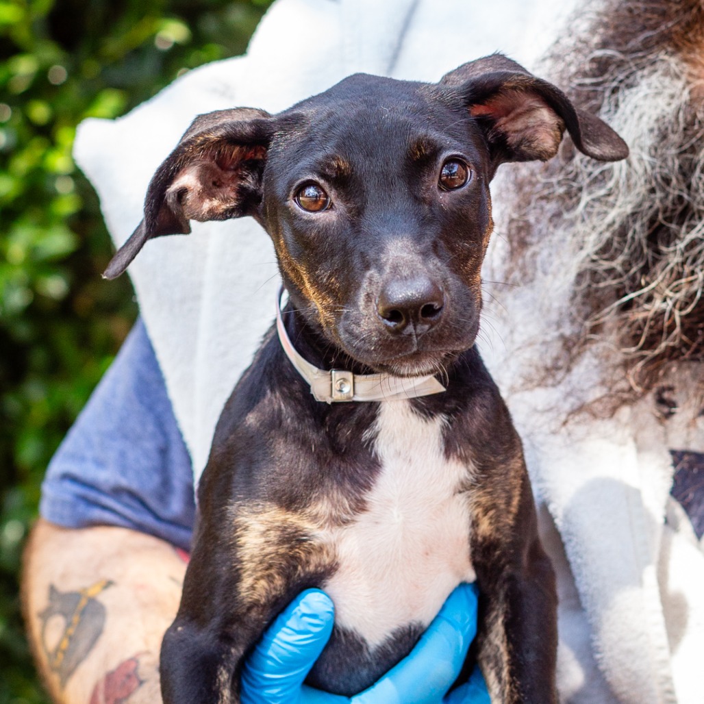LECTERN - Catahoula Leopard Dog / Mix available for adoption