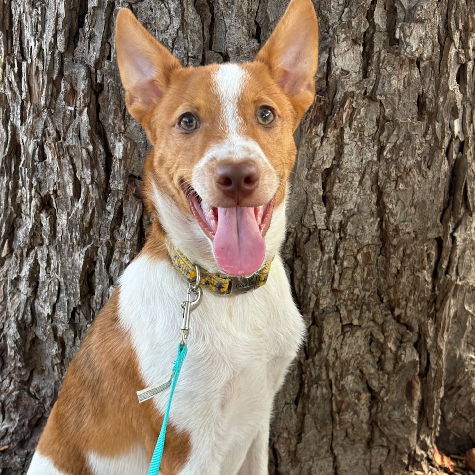 Ollie, photo 7