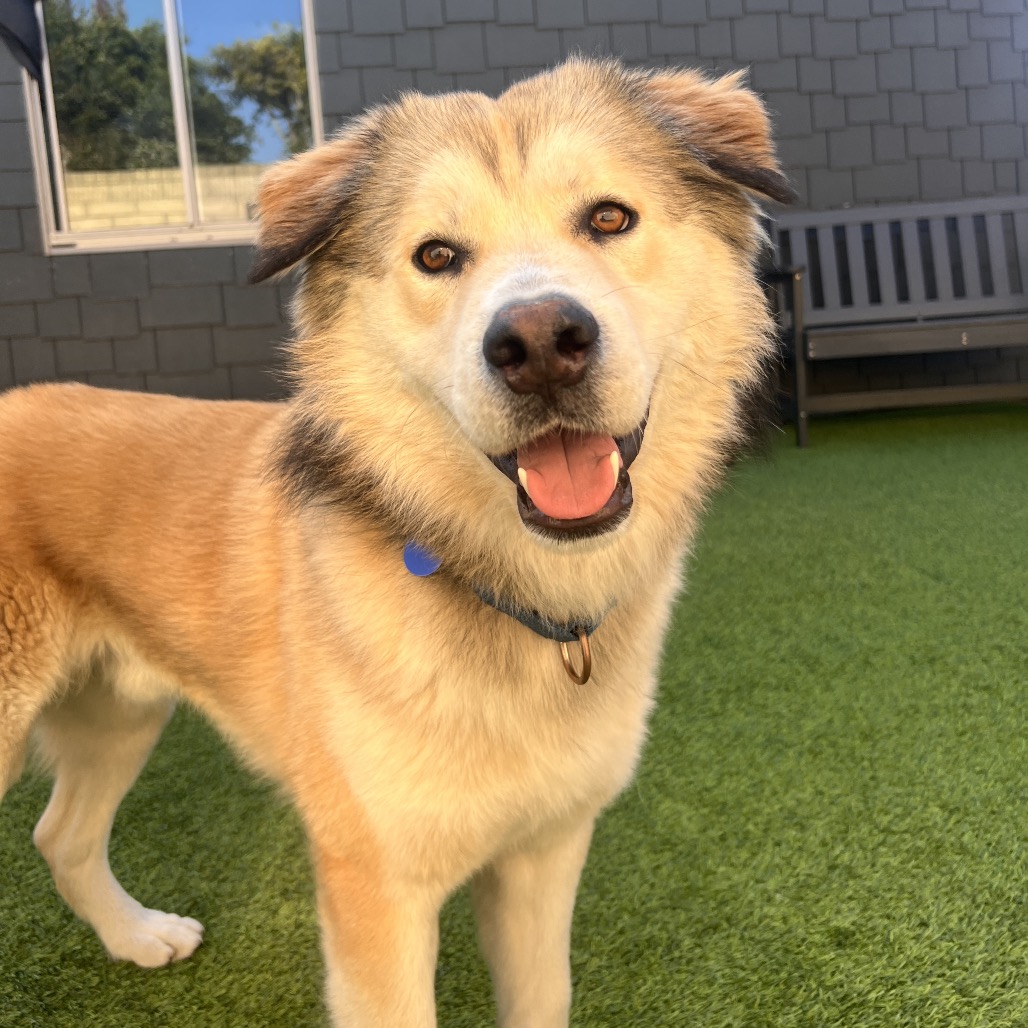 AMBROSE - Mixed Breed (Large) available for adoption