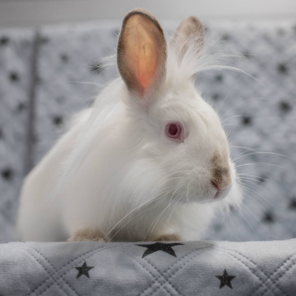 Nimbus, photo 10