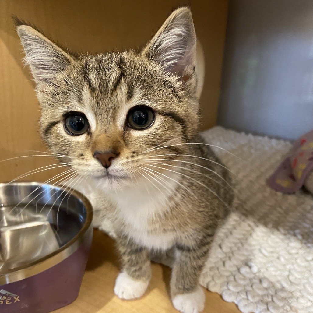 CHUNKY MONKEY - Domestic Shorthair available for adoption