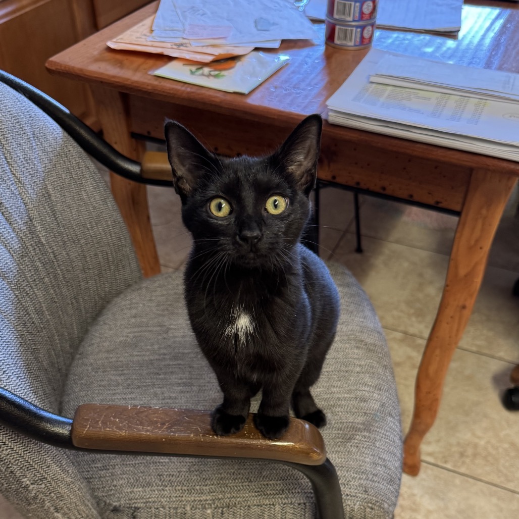 NISSAN - Domestic Shorthair for adoption in Silver Spring
